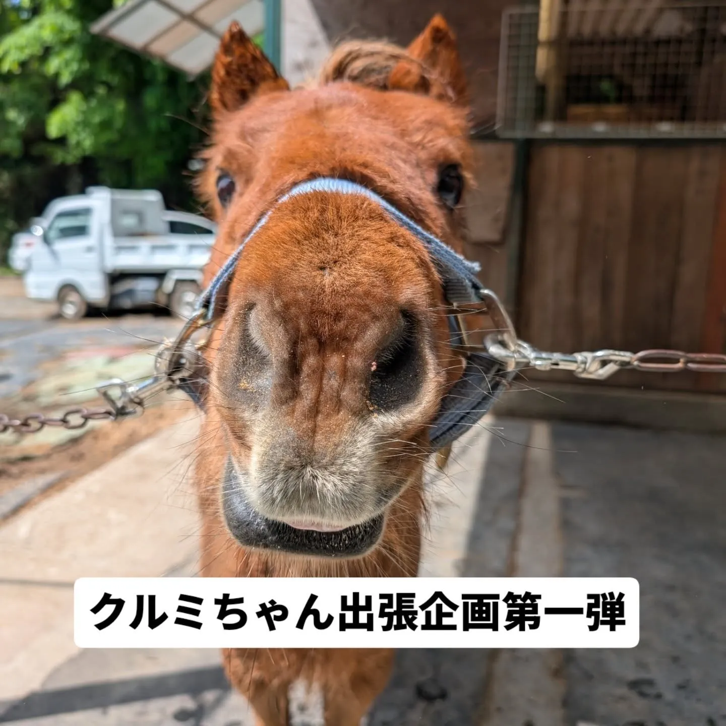 本日、OISO乗馬クラブのアイドル🐴 #ポニーのくるみちゃん...
