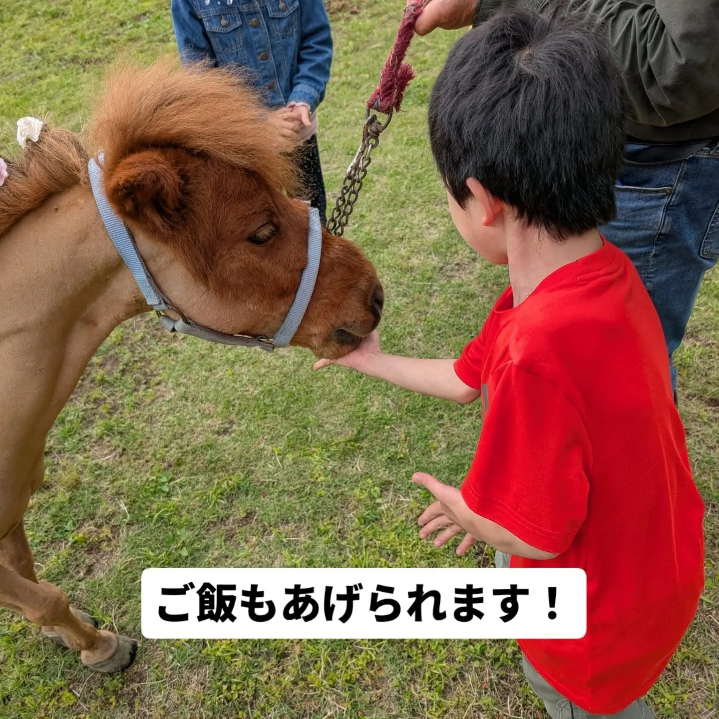 本日、OISO乗馬クラブのアイドル🐴 #ポニーのくるみちゃん...
