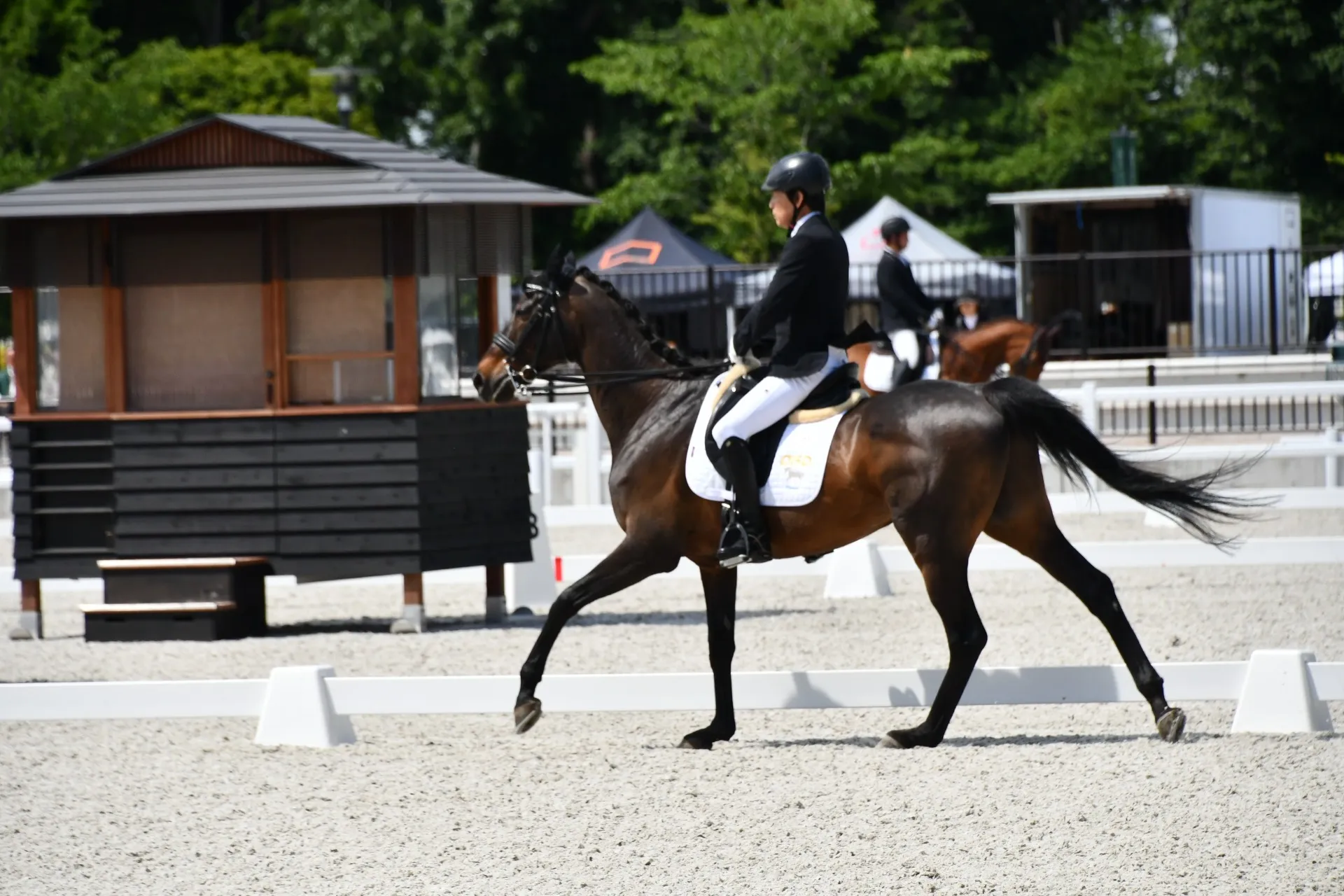 第77回全日本馬場馬術大会2025 PartⅡ