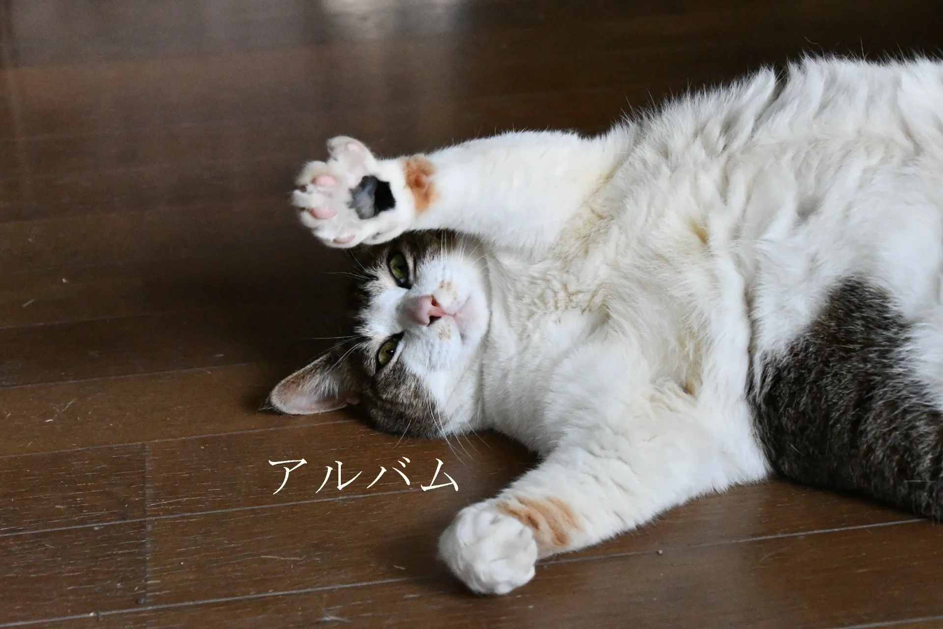 自然の中で楽しく馬と触れ合える