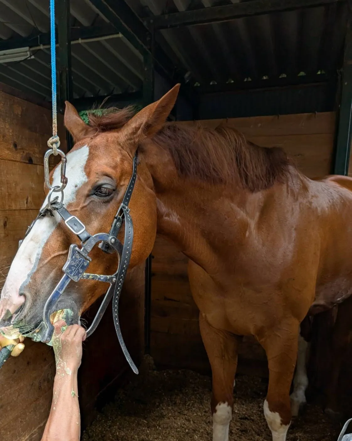 🌟こんばんは！本日、私たちの乗馬クラブでは特別ゲストの「馬の...