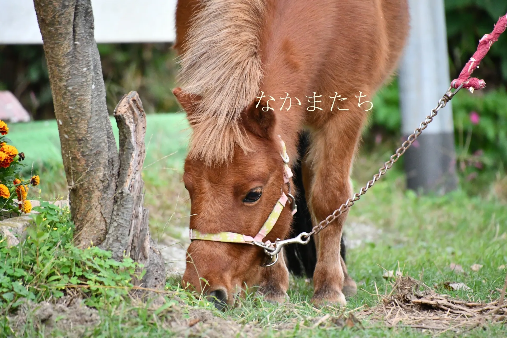 自然の中で楽しく馬と触れ合える