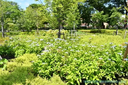 oiso