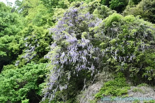 oiso