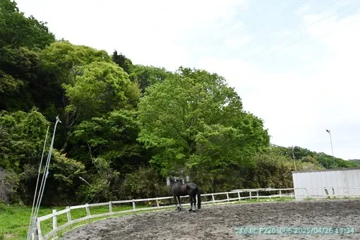 oiso