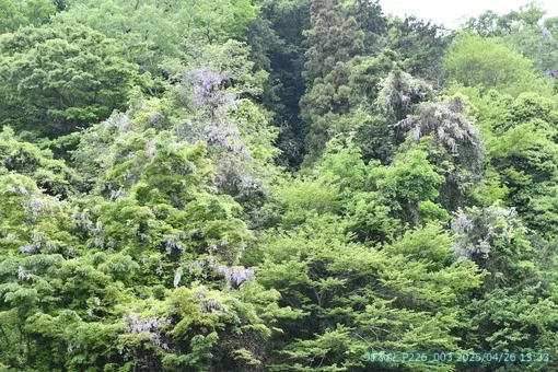 oiso
