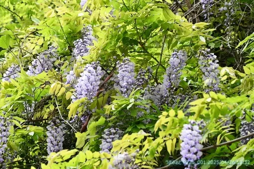 2025年4月26日(土)　桜から藤へ