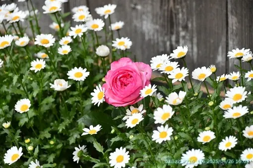 季節ごとに様々な花も育てています