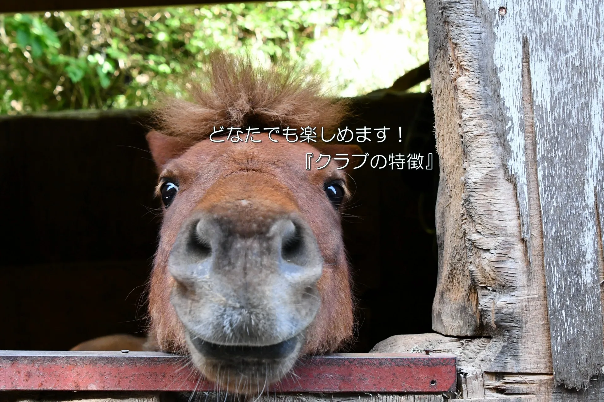 OISO乗馬クラブ