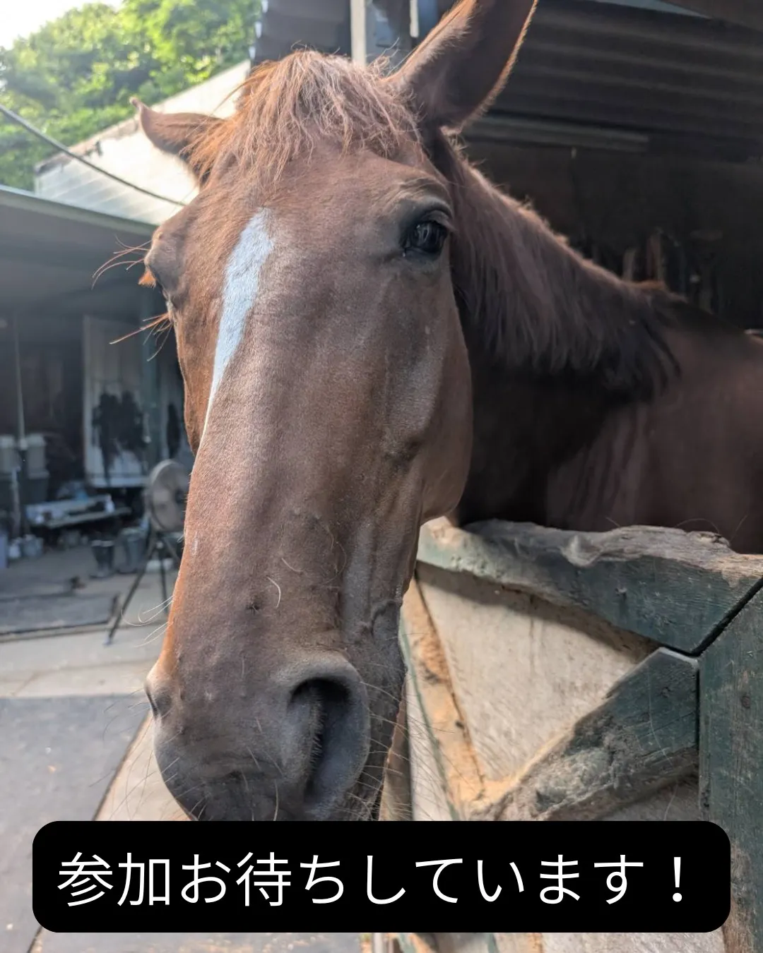🐴 皆さま、こんばんは！OISO乗馬クラブです😊