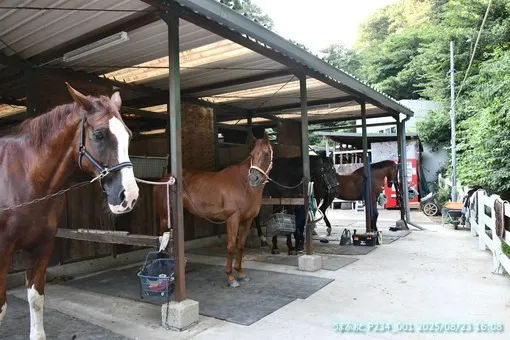 oiso