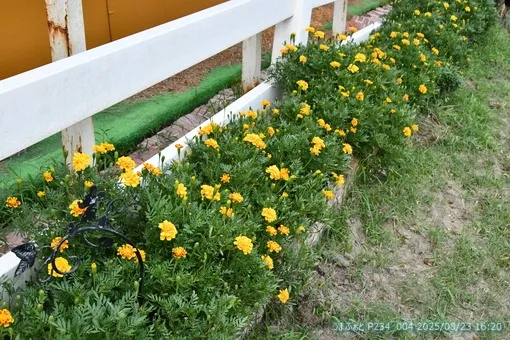 oiso