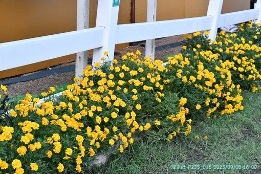 oiso