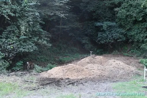 oiso