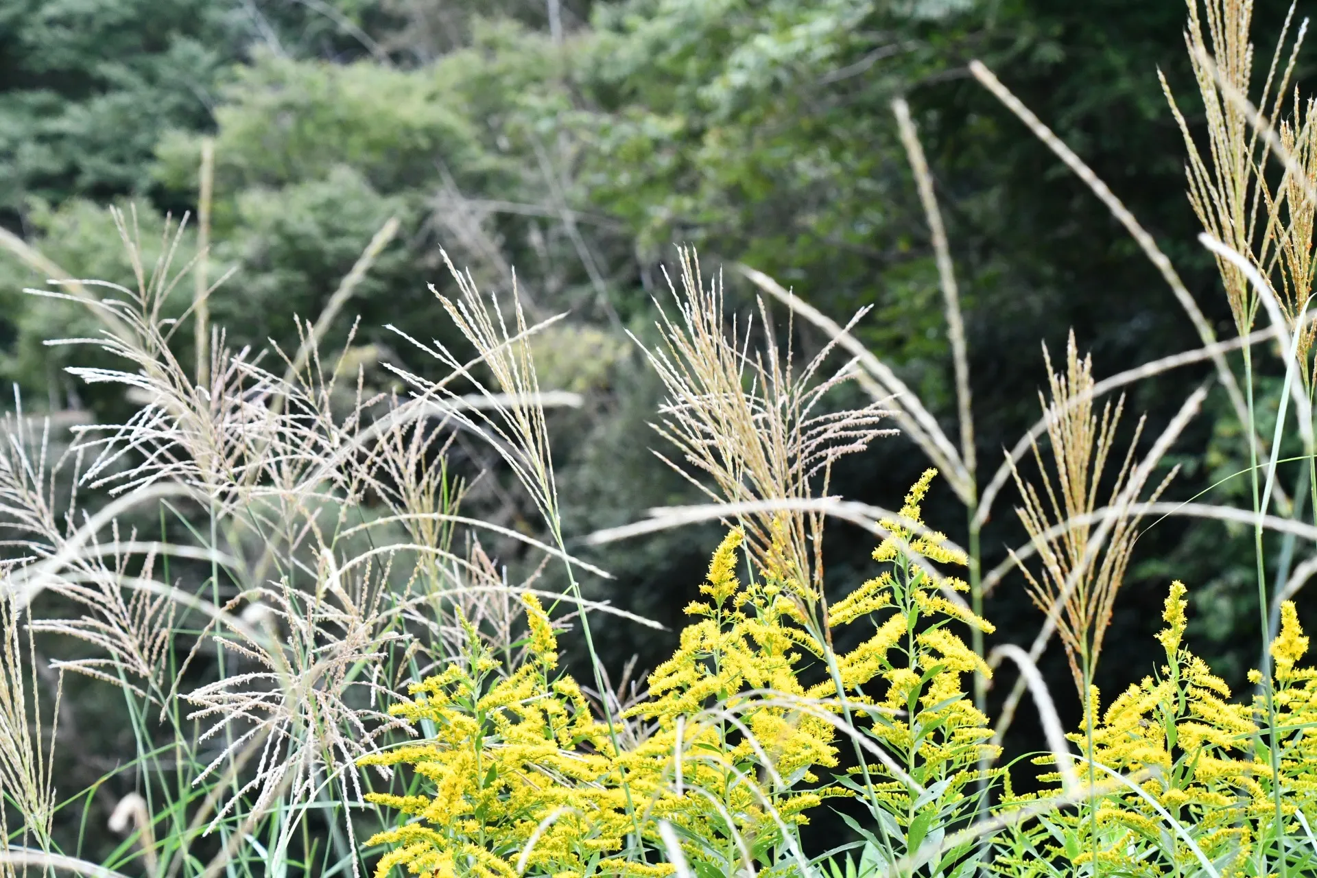 oiso