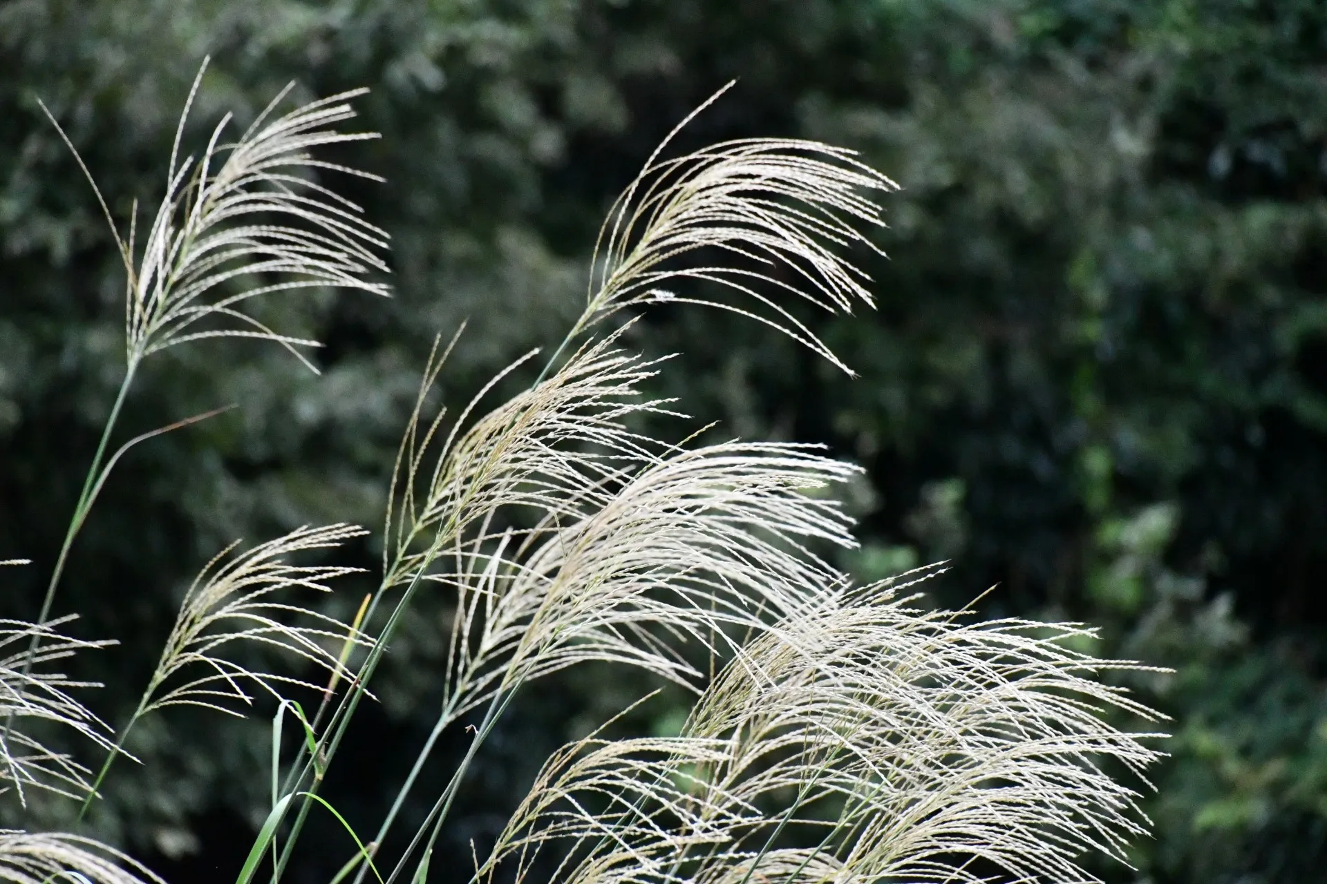 oiso