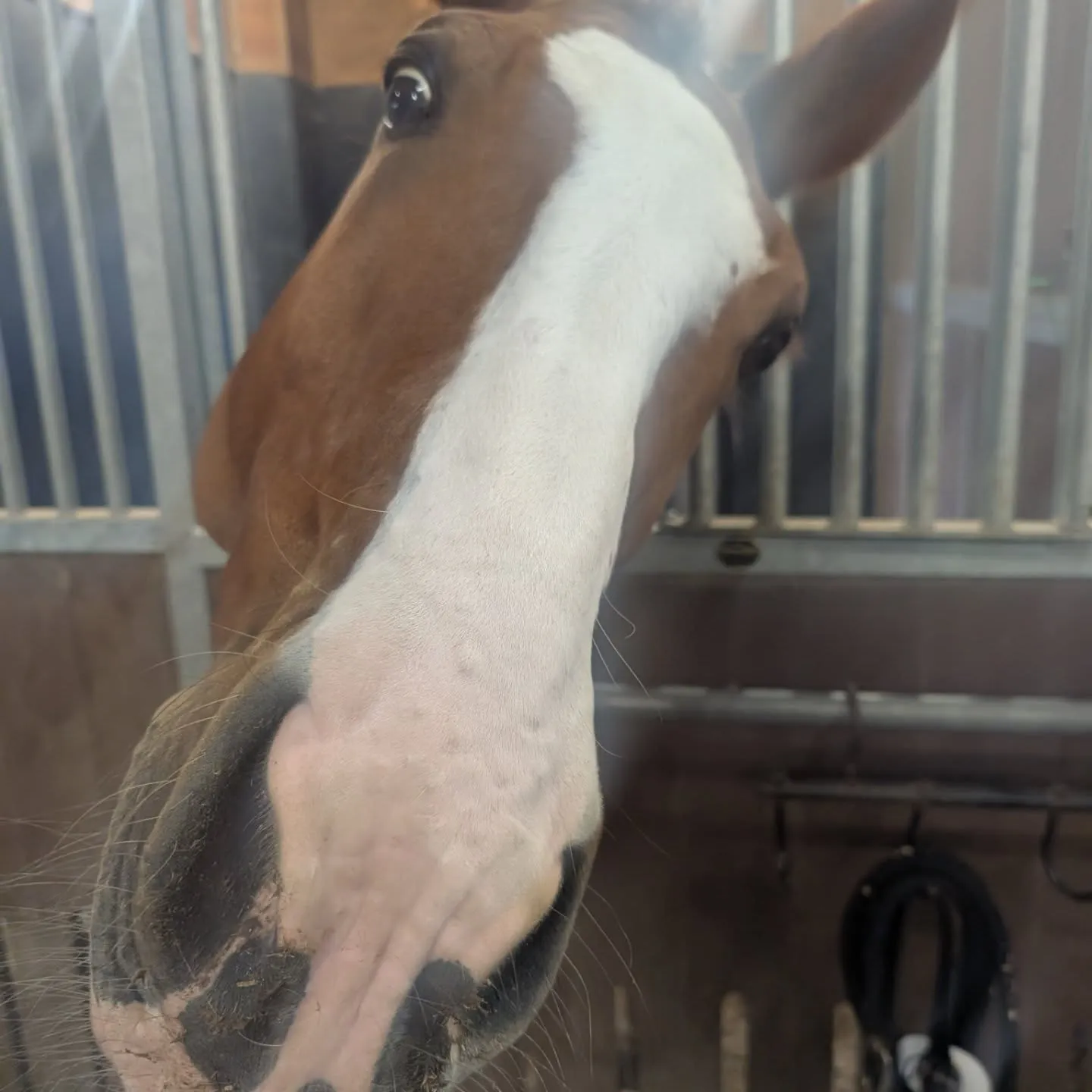 ✨️OISO乗馬クラブより全日本Part1出場のお知らせ✨️