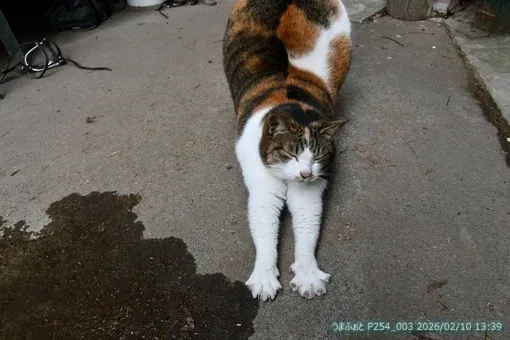 2026年2月10日（火）車が通らないと静か