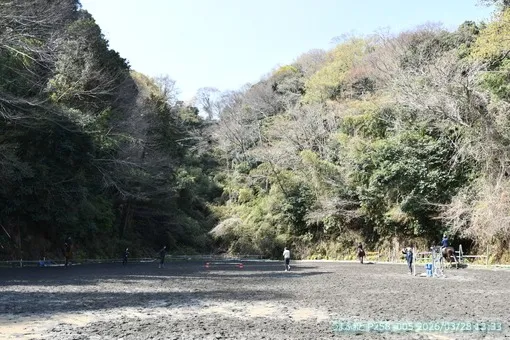 2026年3月28日（土）山桜がハラハラ落ちてきます