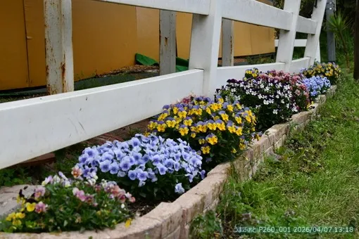 2026年4月7日(火)　桜も葉桜に