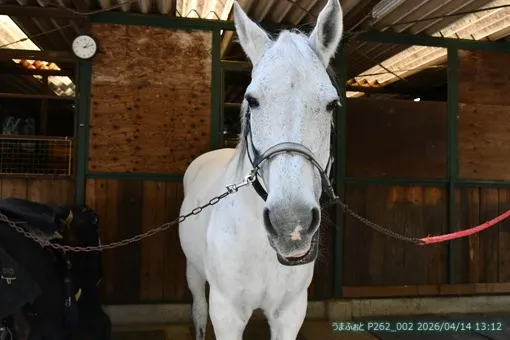 2026年4月14日(火)　鹿さん来たよ～