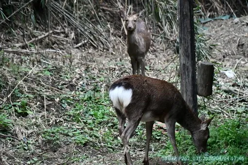 oiso
