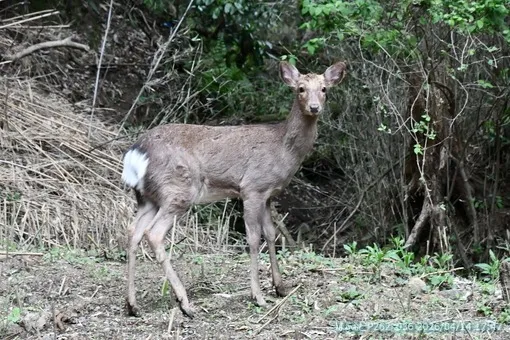 oiso