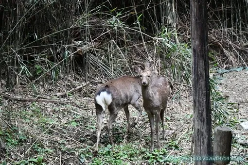 oiso