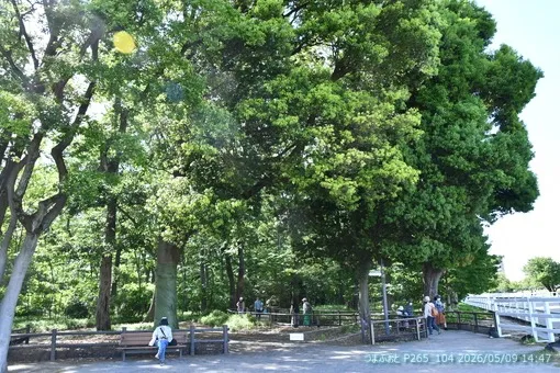 oiso