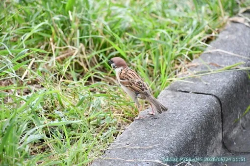 oiso