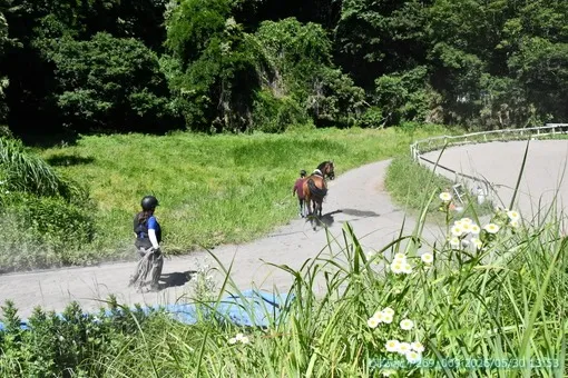 oiso