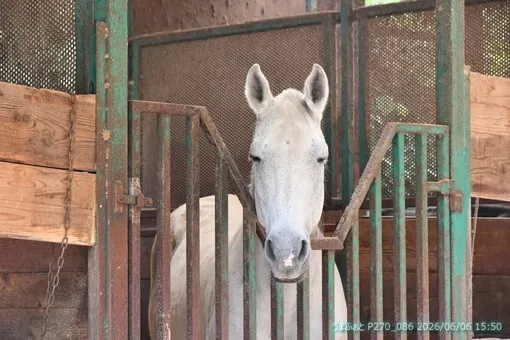 oiso