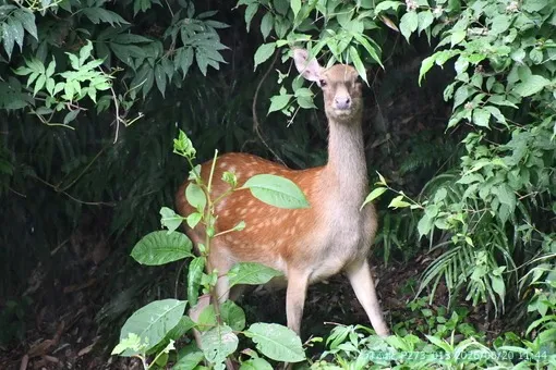 oiso