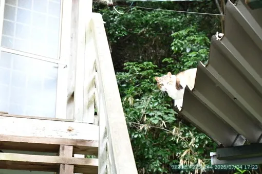 oiso