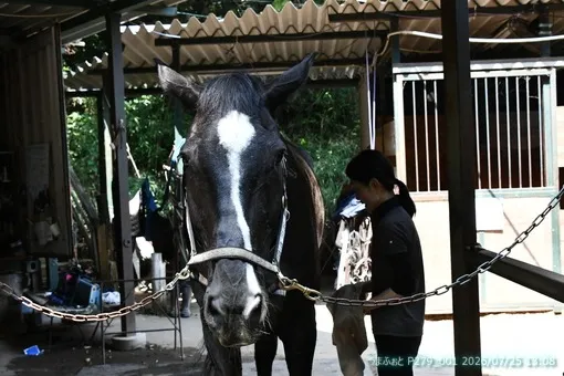oiso