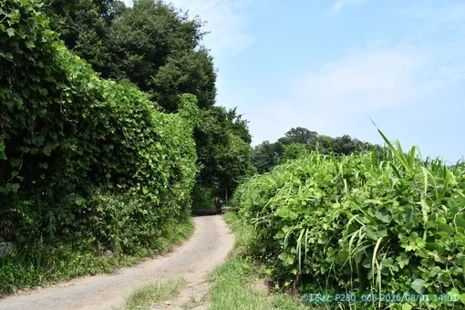oiso
