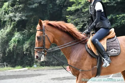 oiso