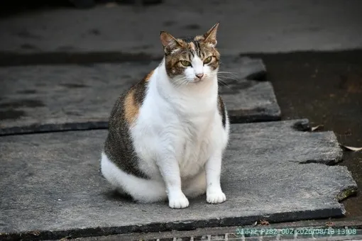 oiso
