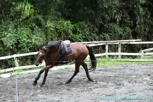 oiso