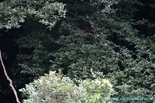 oiso