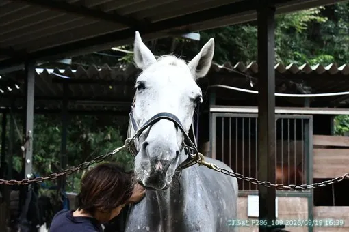 oiso