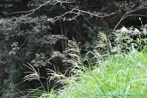oiso