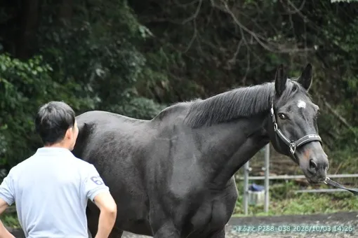 oiso