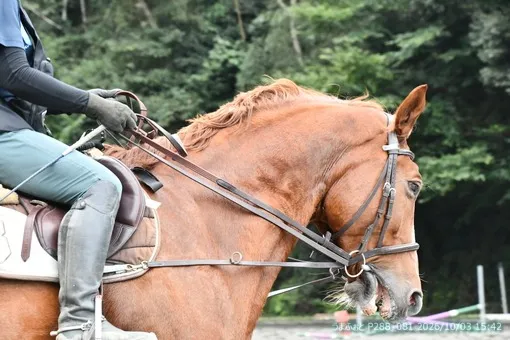 oiso