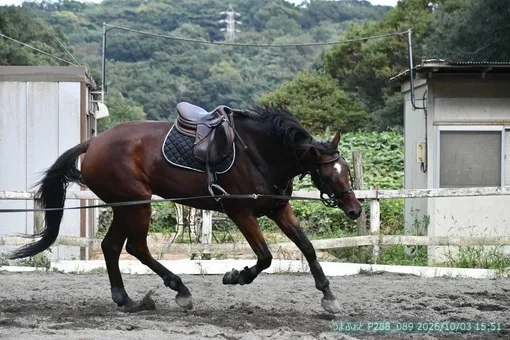 oiso
