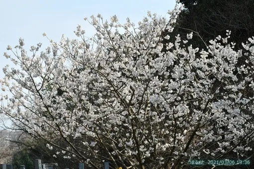 oiso