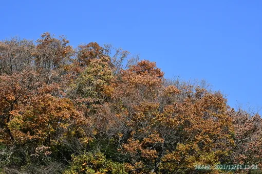 oiso