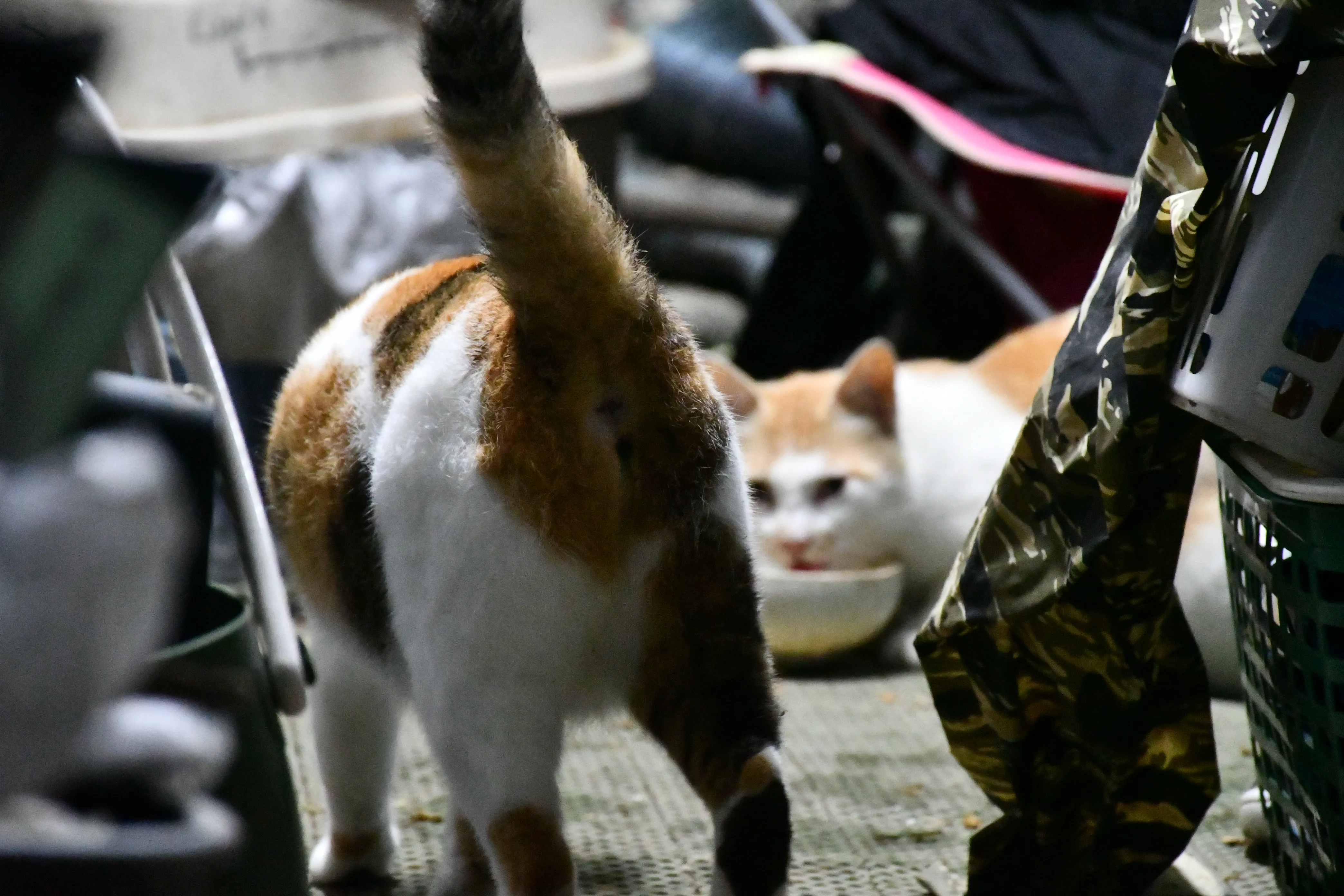 oiso