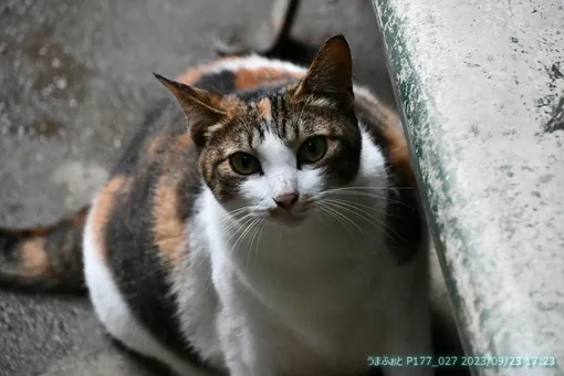 oiso