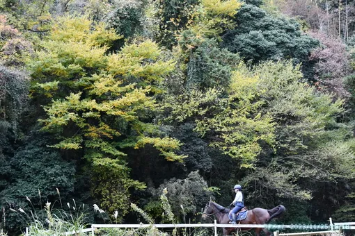 oiso